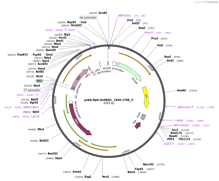 147219-plasmid-map-sequence-id-289666