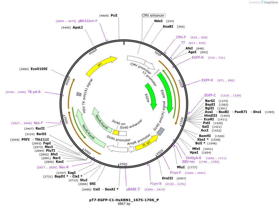 147222-plasmid-map-sequence-id-289669