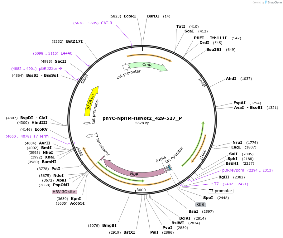 147224-plasmid-map-sequence-id-289671