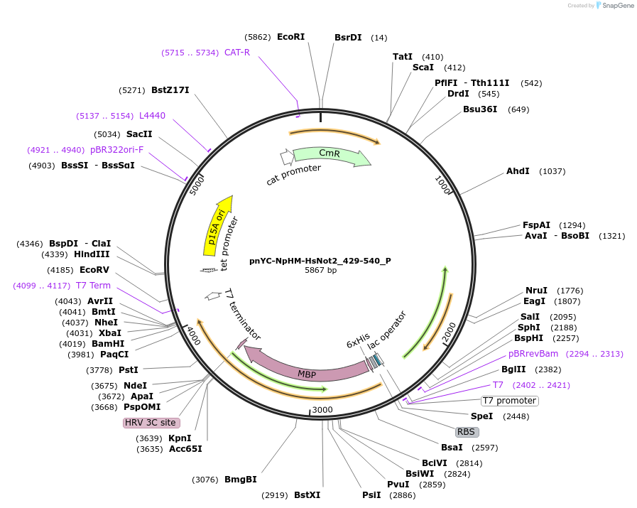 147225-plasmid-map-sequence-id-289672