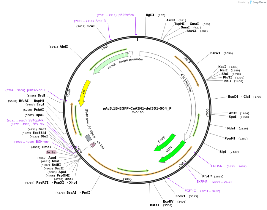 147230-plasmid-map-sequence-id-289677