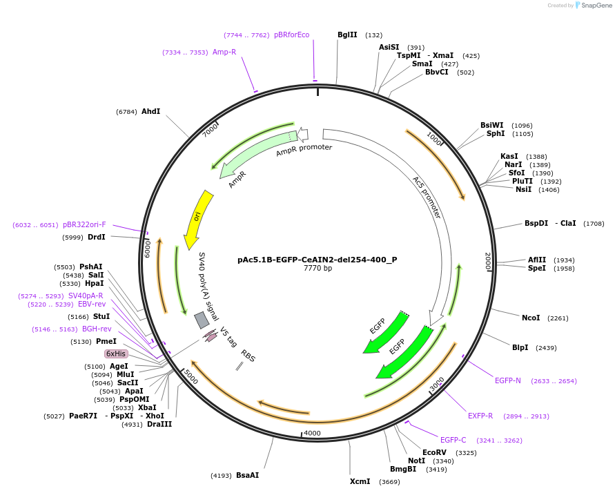 147232-plasmid-map-sequence-id-289679