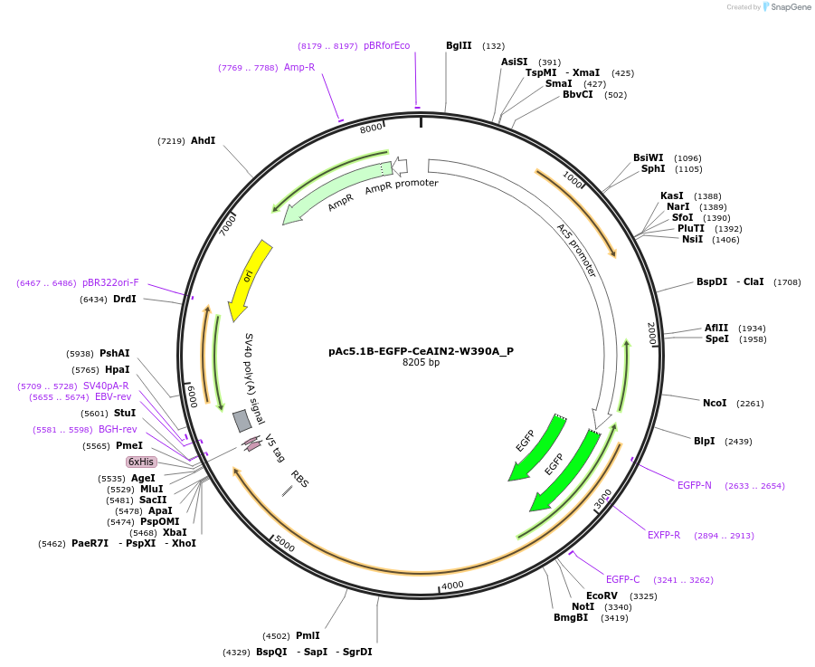 147236-plasmid-map-sequence-id-289683