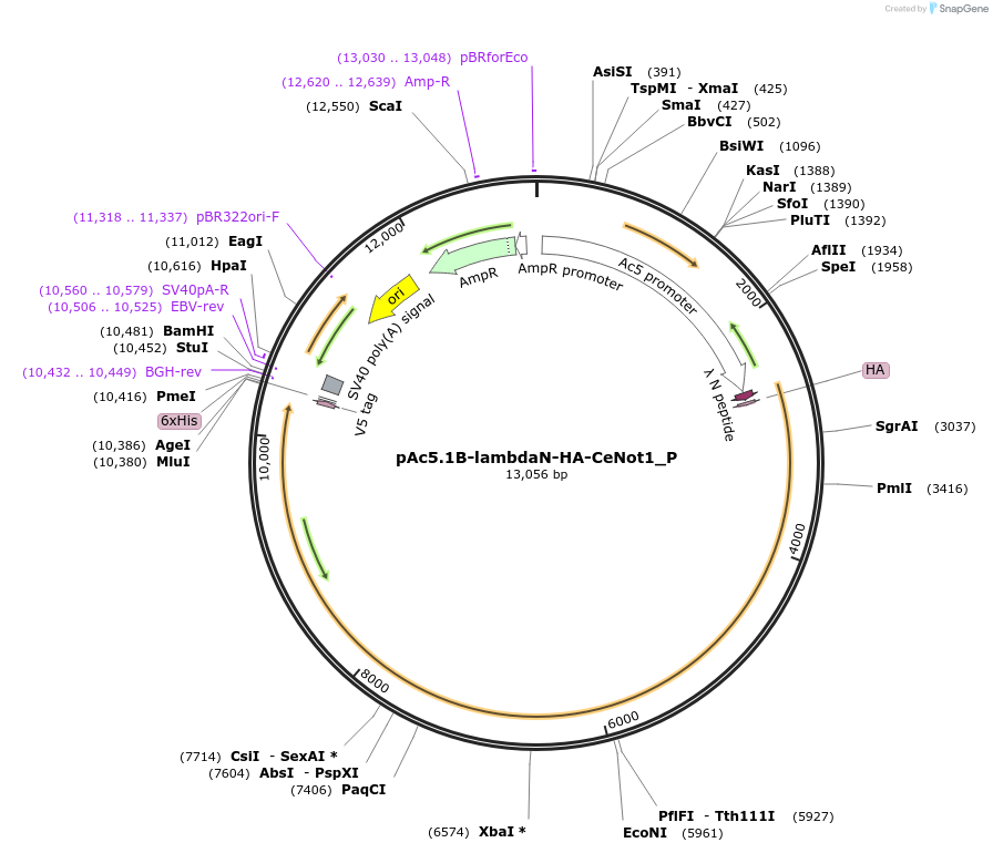 147239-plasmid-map-sequence-id-289686