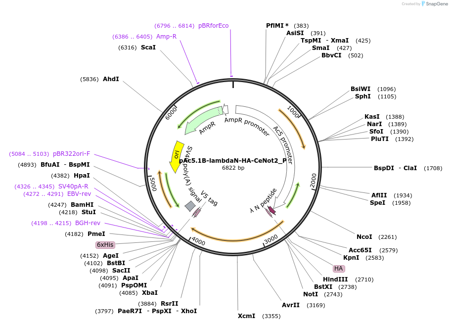 147240-plasmid-map-sequence-id-289687
