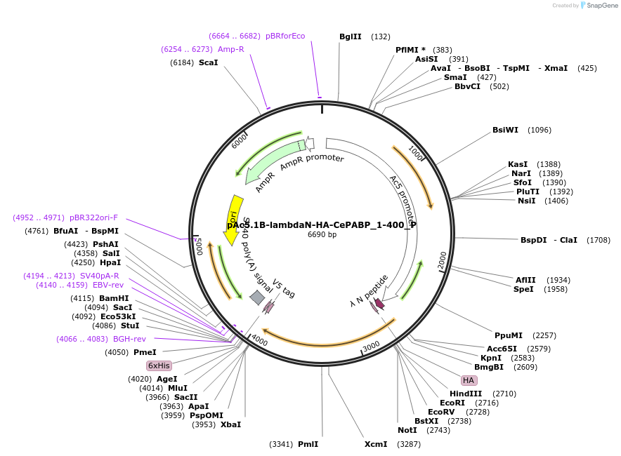 147241-plasmid-map-sequence-id-289688
