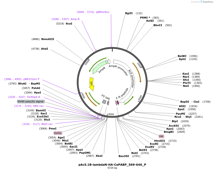 147242-plasmid-map-sequence-id-289689