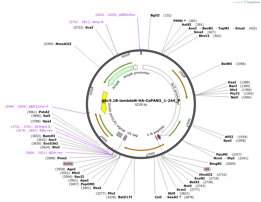 147243-plasmid-map-sequence-id-289690