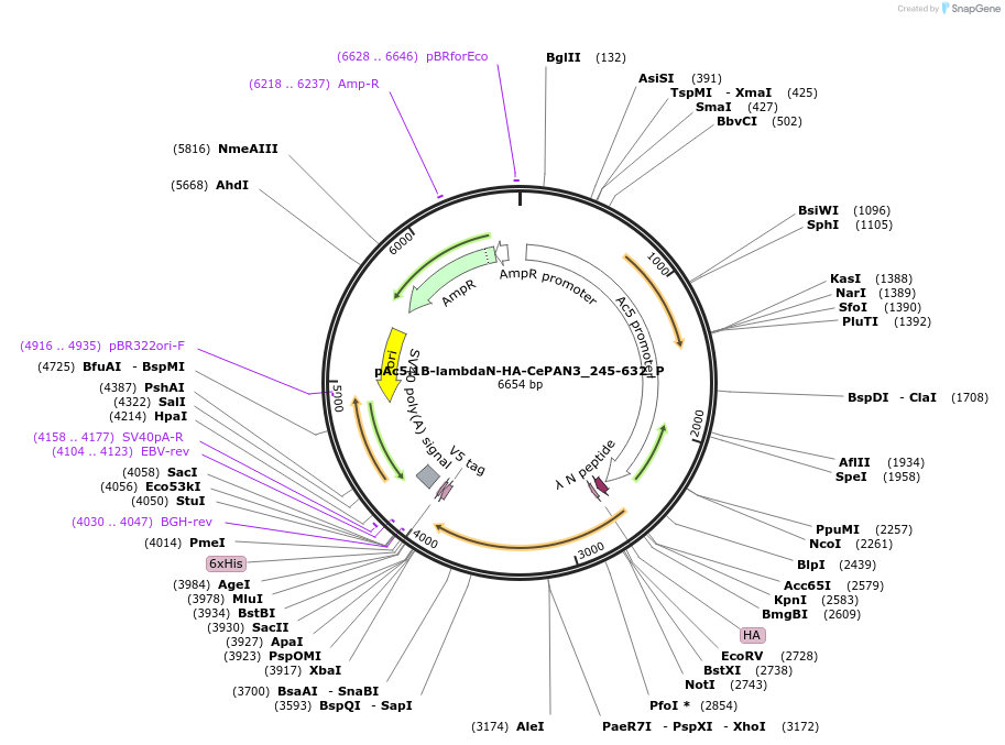 147244-plasmid-map-sequence-id-289691