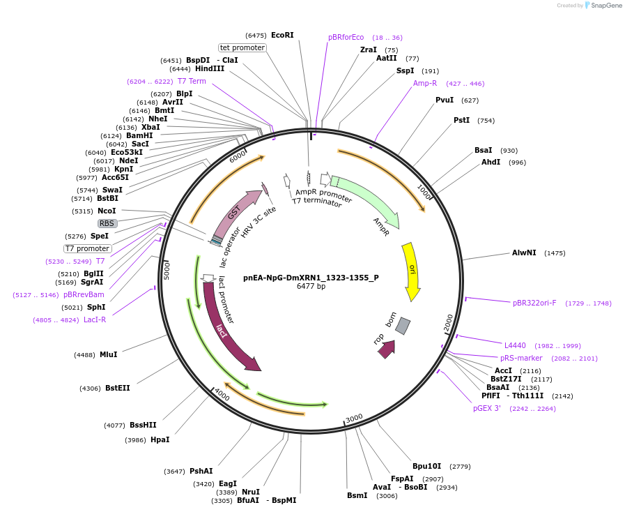 147245-plasmid-map-sequence-id-289692