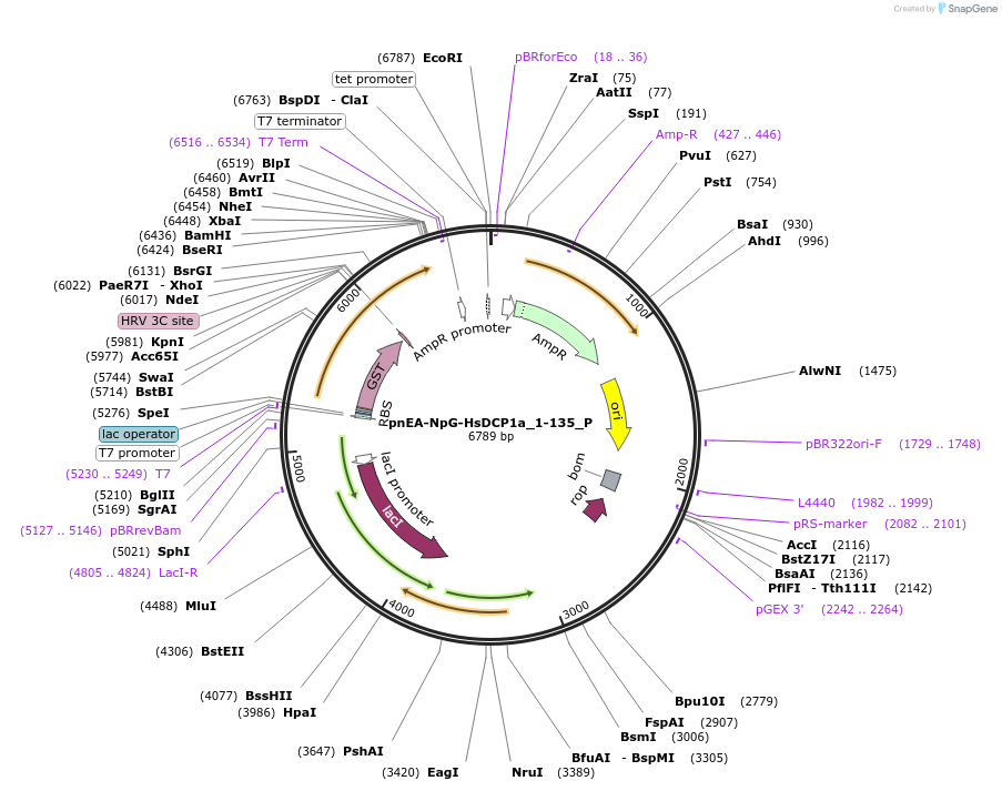 147246-plasmid-map-sequence-id-289693