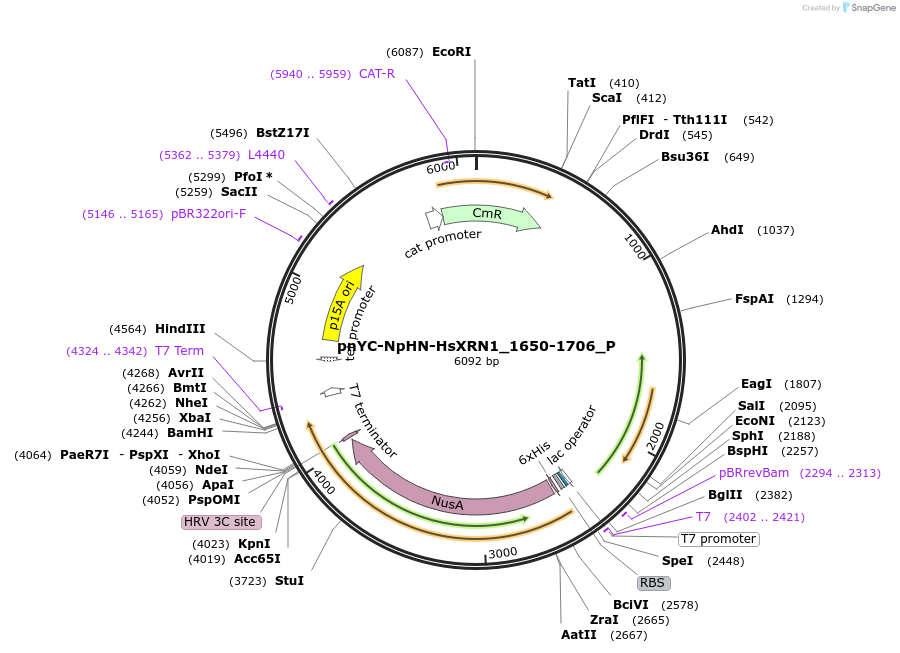 147247-plasmid-map-sequence-id-289694