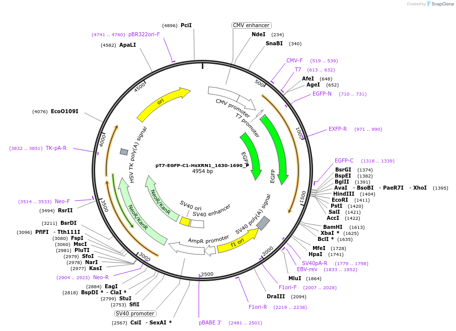 147249-plasmid-map-sequence-id-289696
