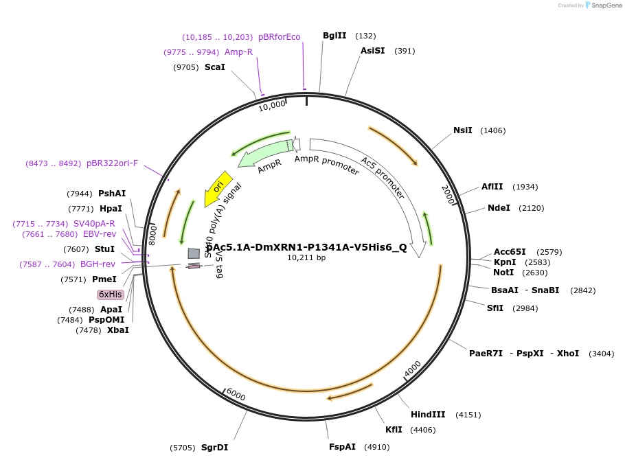 147253-plasmid-map-sequence-id-289700