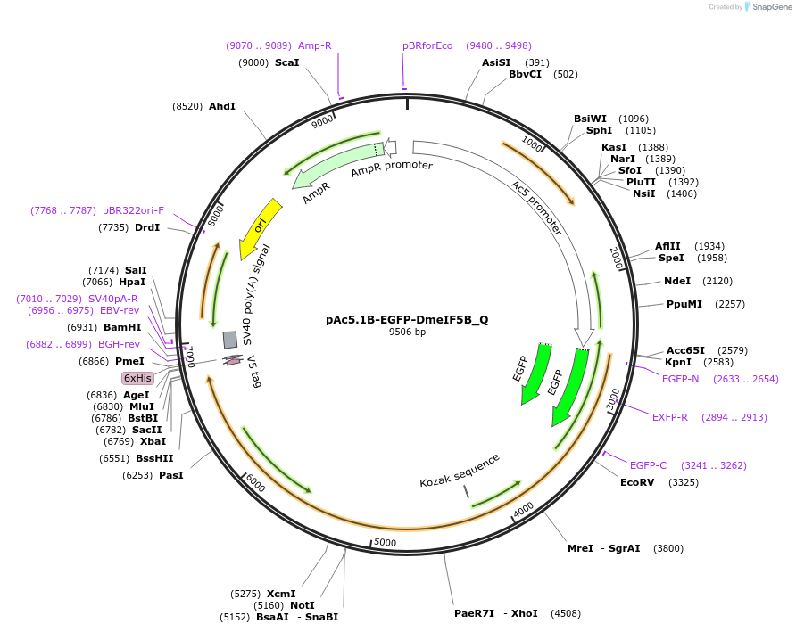 147256-plasmid-map-sequence-id-289703