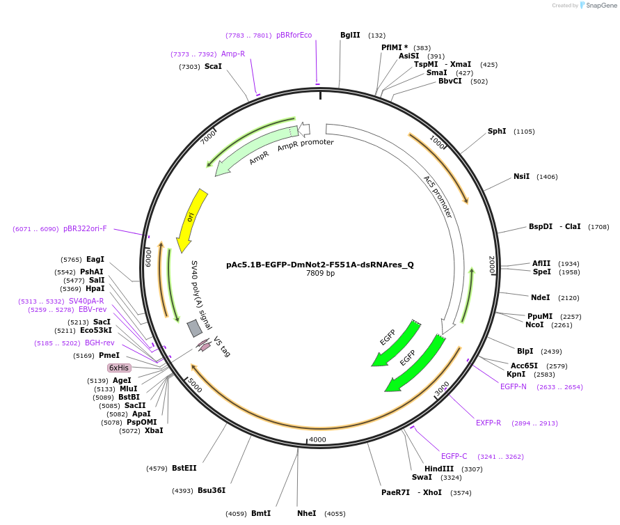 147257-plasmid-map-sequence-id-289704