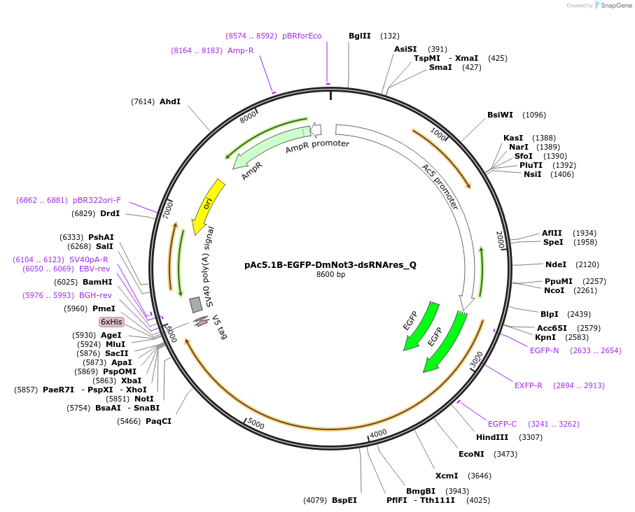 147260-plasmid-map-sequence-id-289707