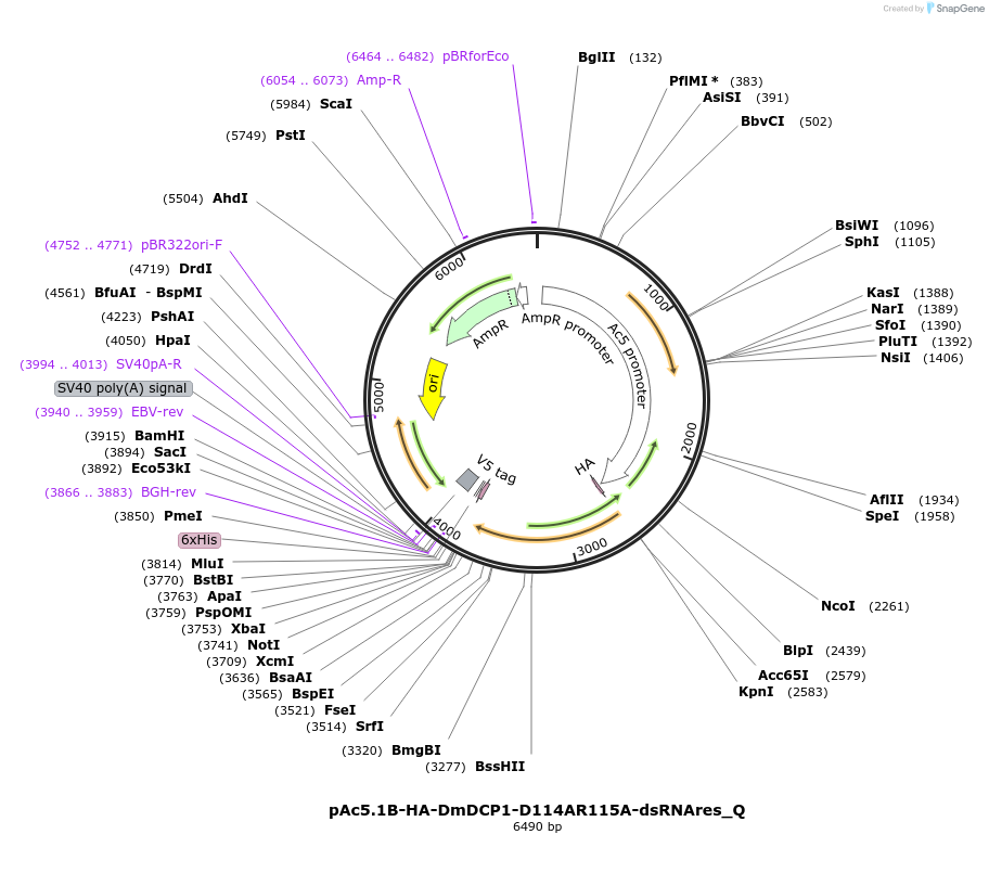 147265-plasmid-map-sequence-id-289712