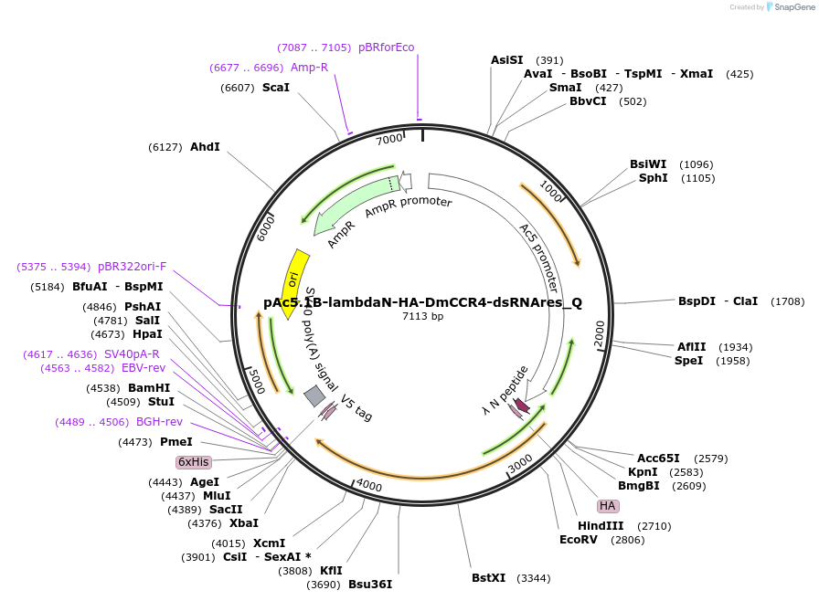 147271-plasmid-map-sequence-id-289718