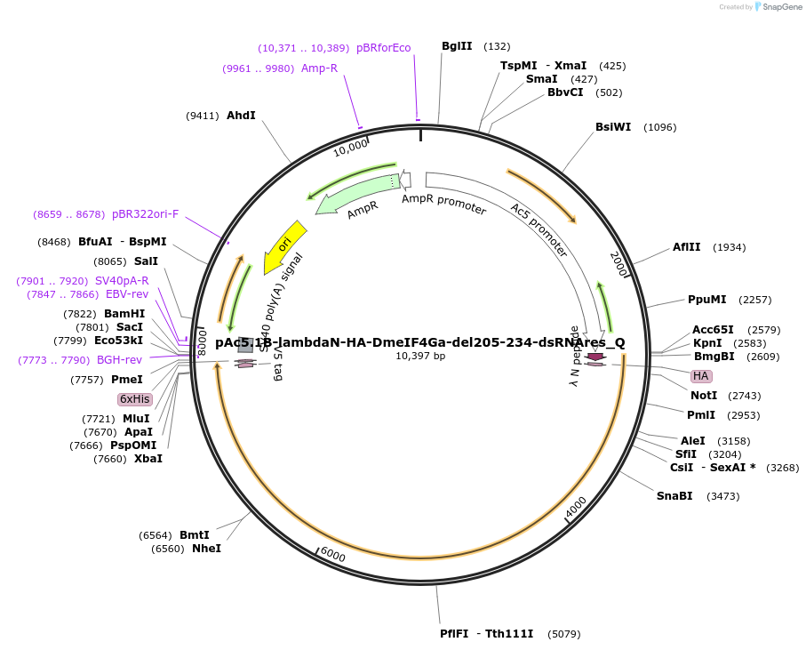 147273-plasmid-map-sequence-id-289720