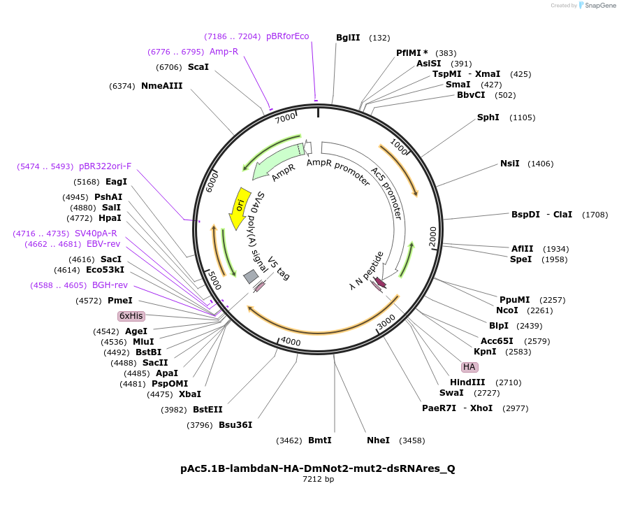 147278-plasmid-map-sequence-id-289725