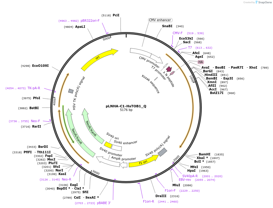 147286-plasmid-map-sequence-id-289733