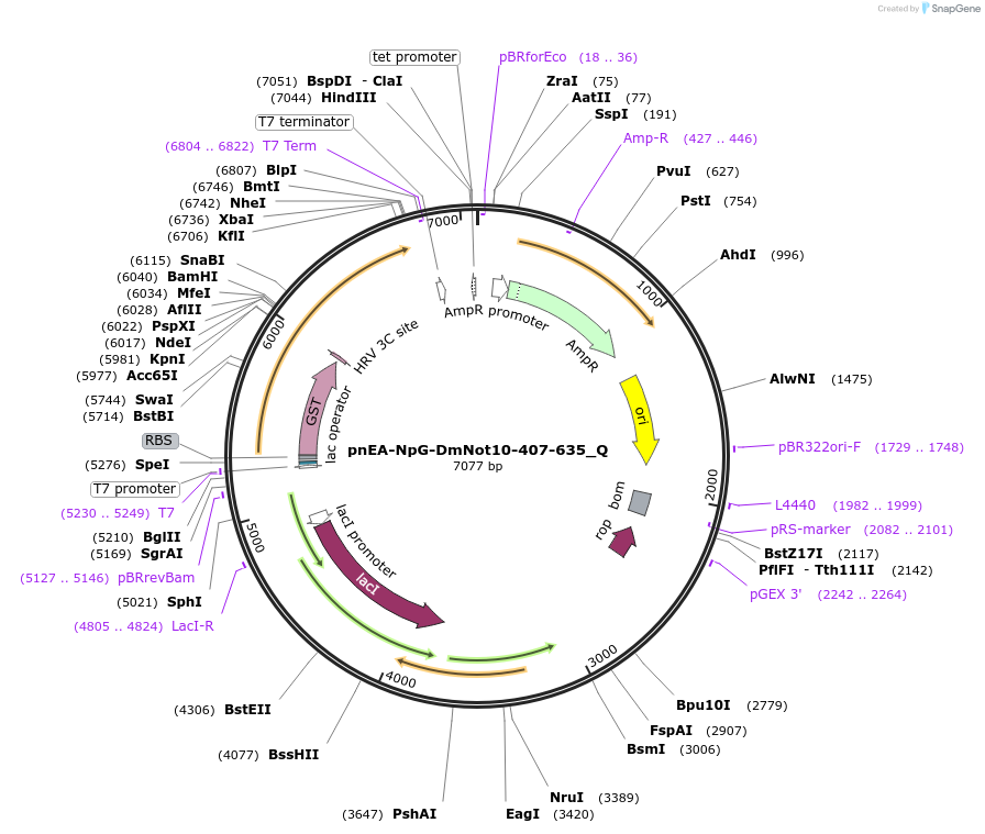 147288-plasmid-map-sequence-id-289735