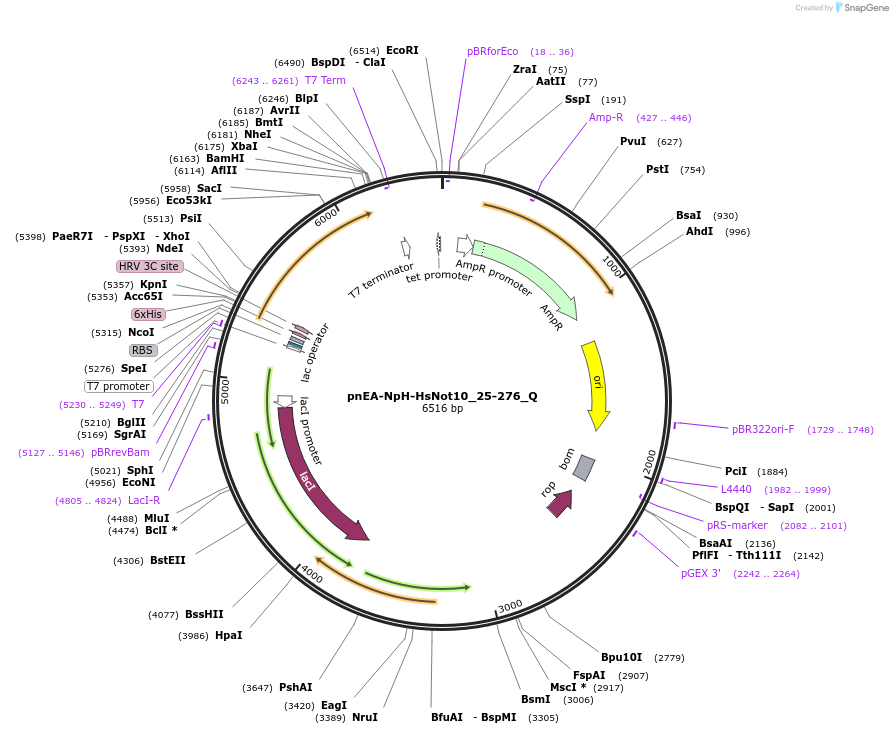 147298-plasmid-map-sequence-id-289745