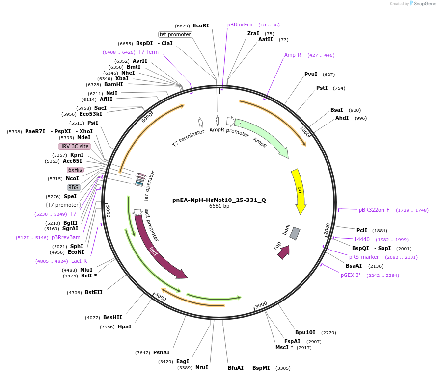 147299-plasmid-map-sequence-id-289746