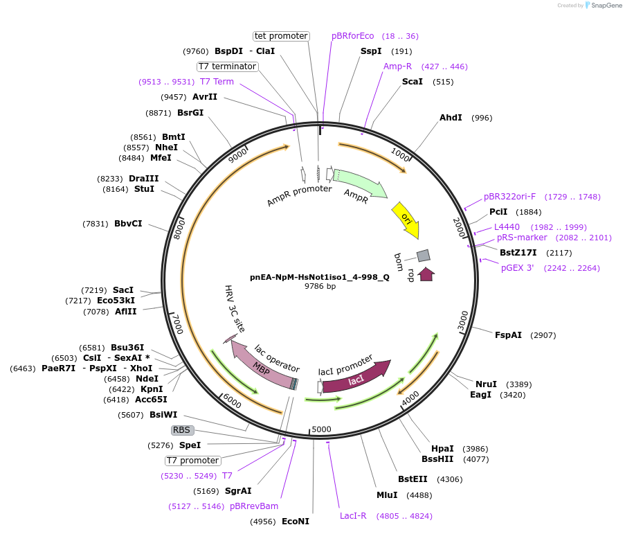 147310-plasmid-map-sequence-id-289757