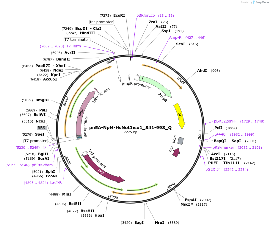 147312-plasmid-map-sequence-id-289759