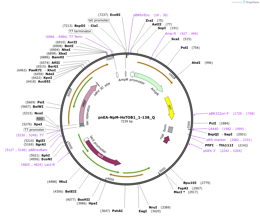 147316-plasmid-map-sequence-id-289763