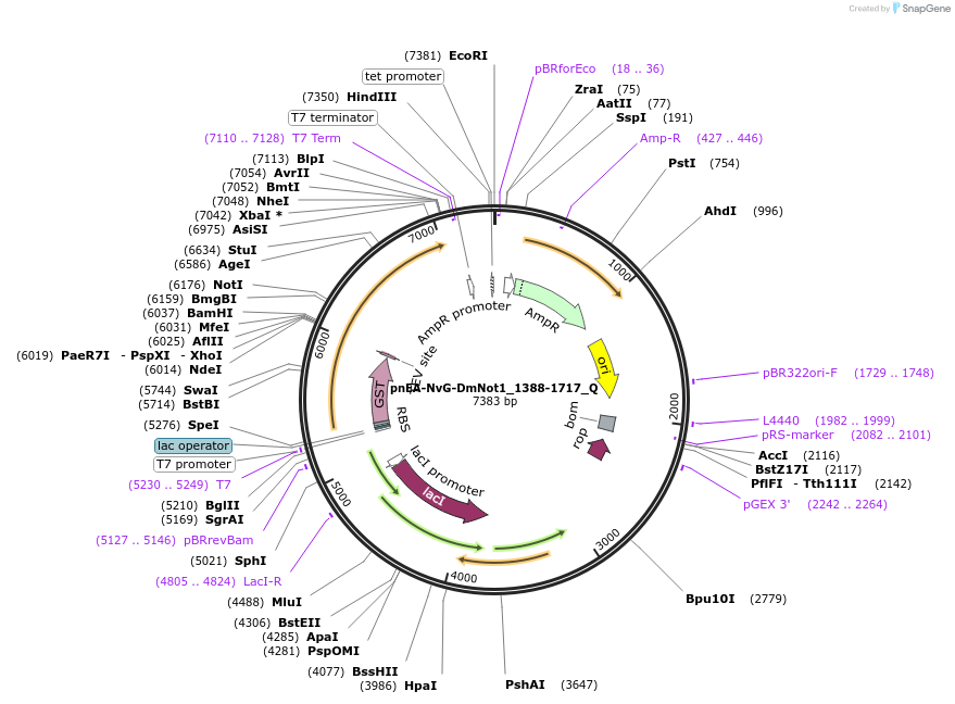 147318-plasmid-map-sequence-id-289765
