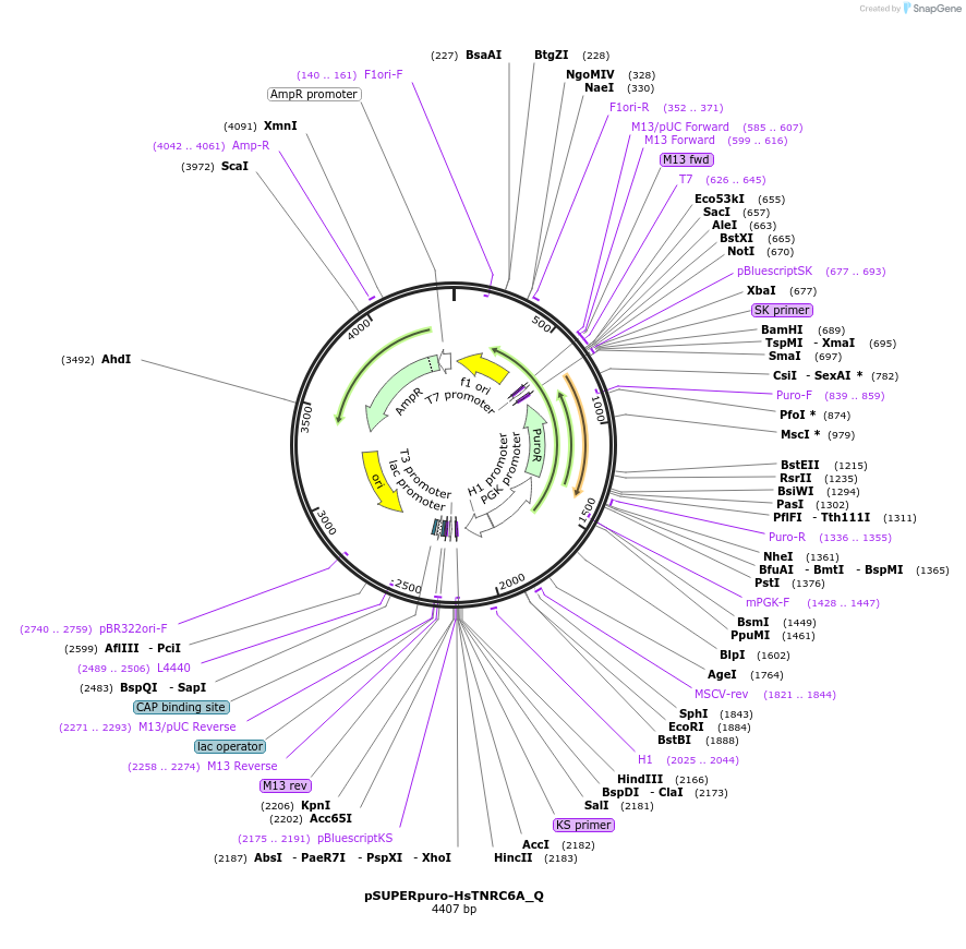 147327-plasmid-map-sequence-id-289774