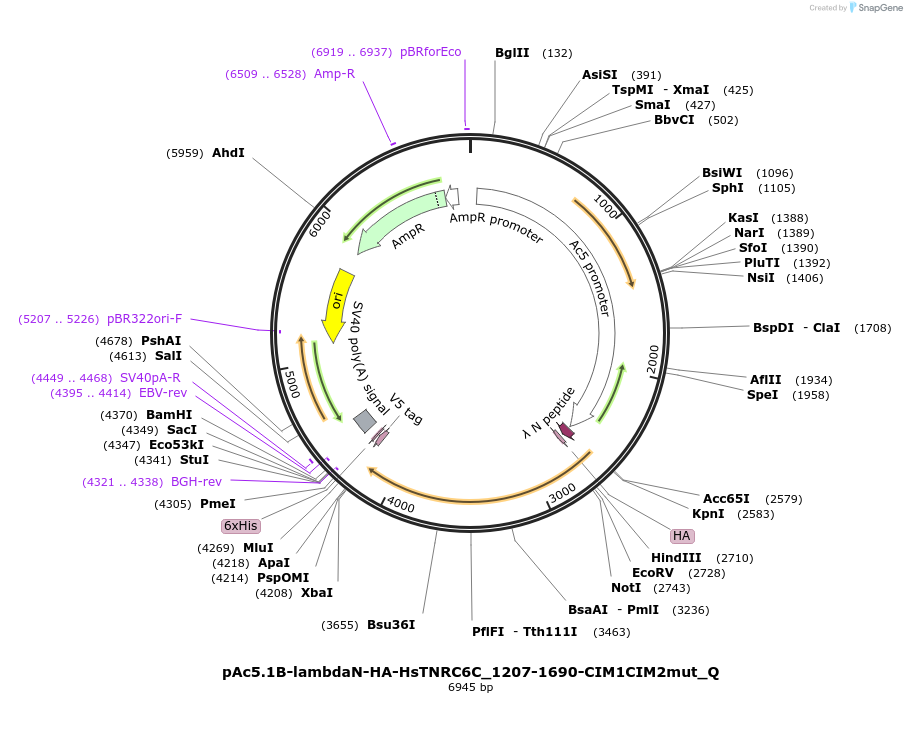 147333-plasmid-map-sequence-id-289780