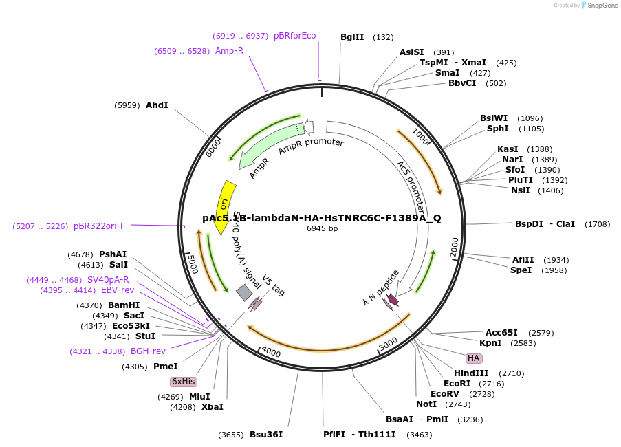 147337-plasmid-map-sequence-id-289784