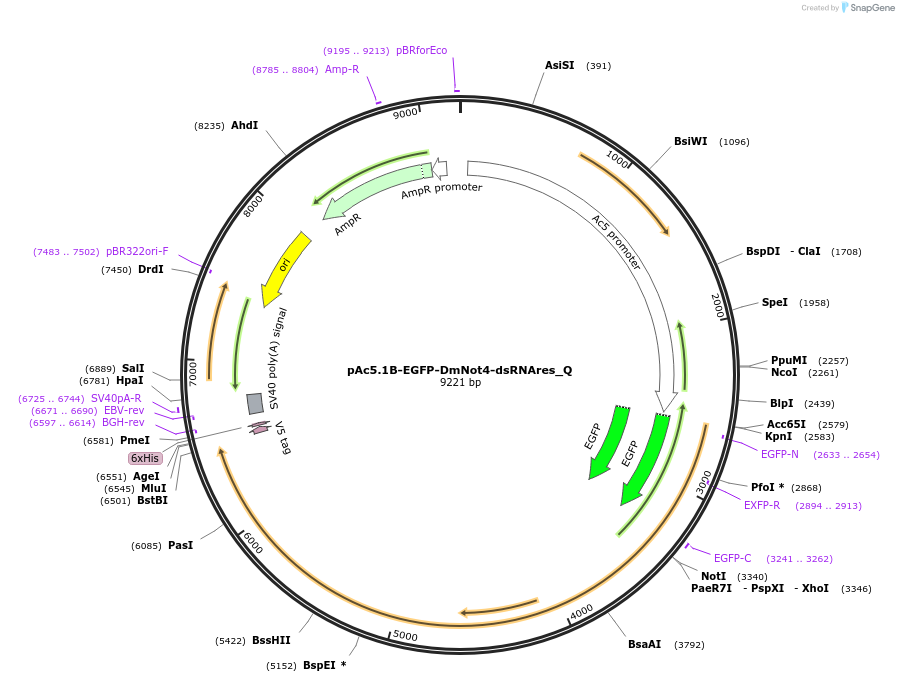 147339-plasmid-map-sequence-id-289786