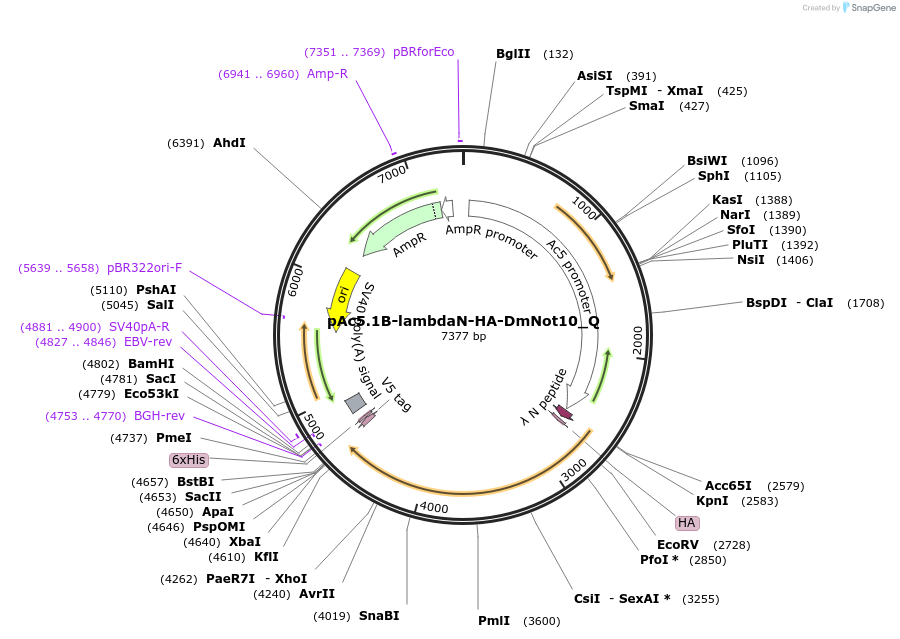147345-plasmid-map-sequence-id-289792