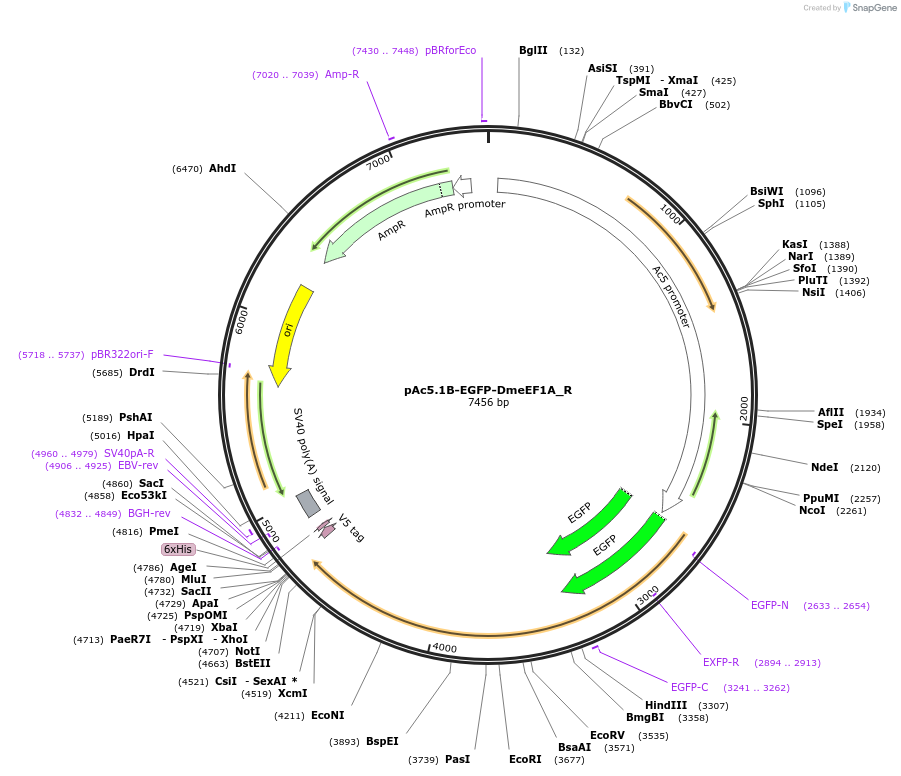 147347-plasmid-map-sequence-id-289794
