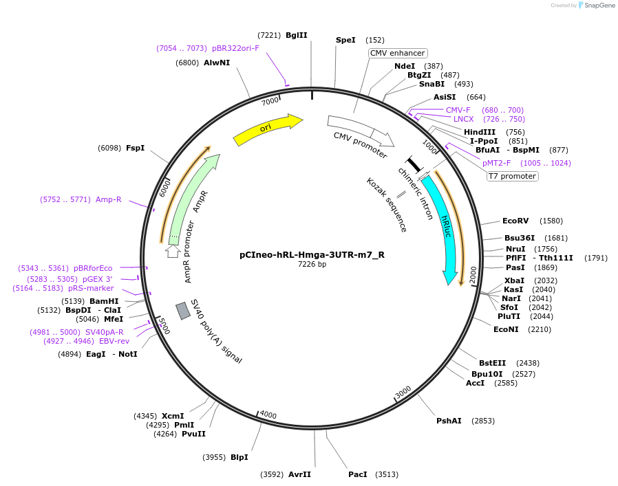 147352-plasmid-map-sequence-id-289799