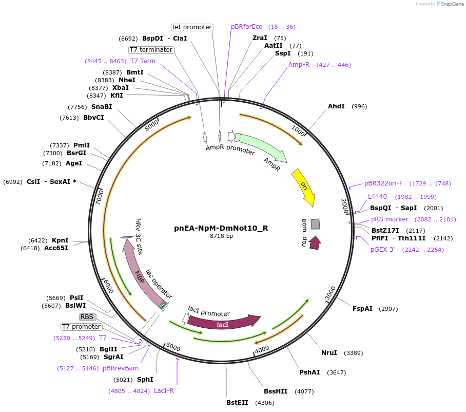 147358-plasmid-map-sequence-id-289805