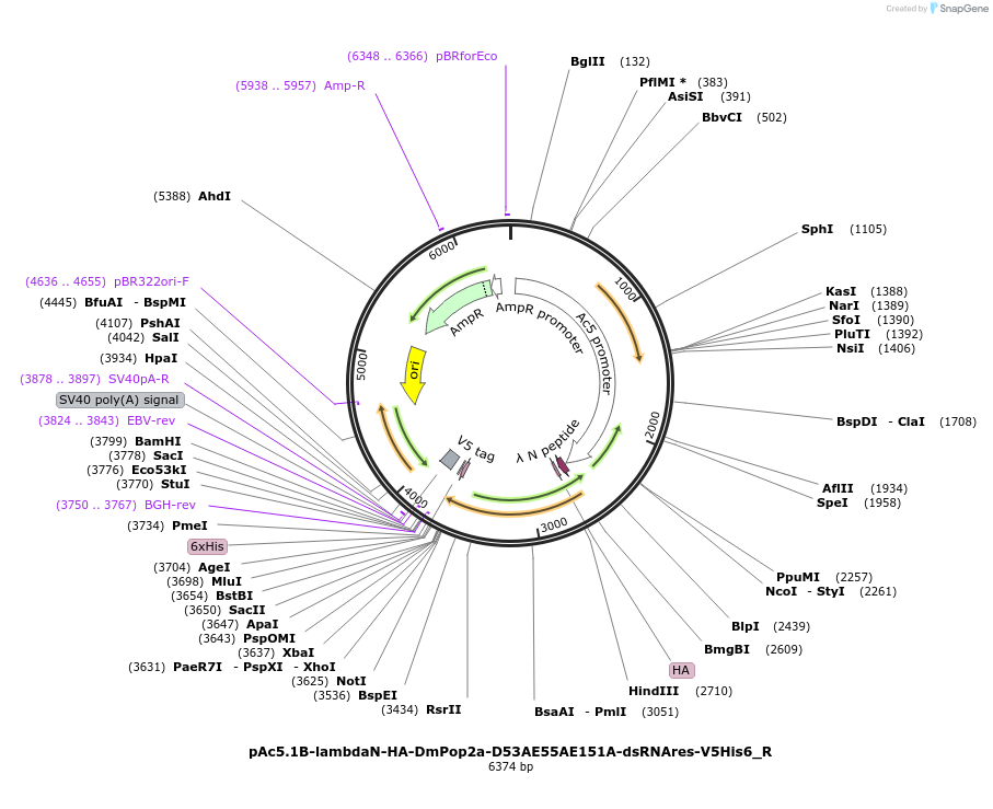 147362-plasmid-map-sequence-id-289809