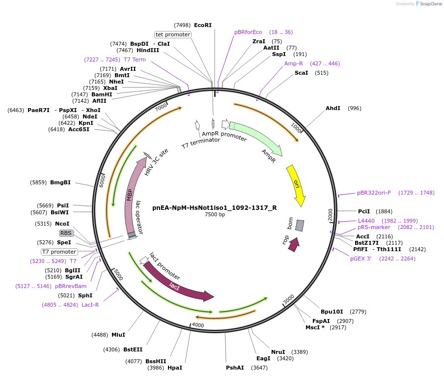 147368-plasmid-map-sequence-id-289815