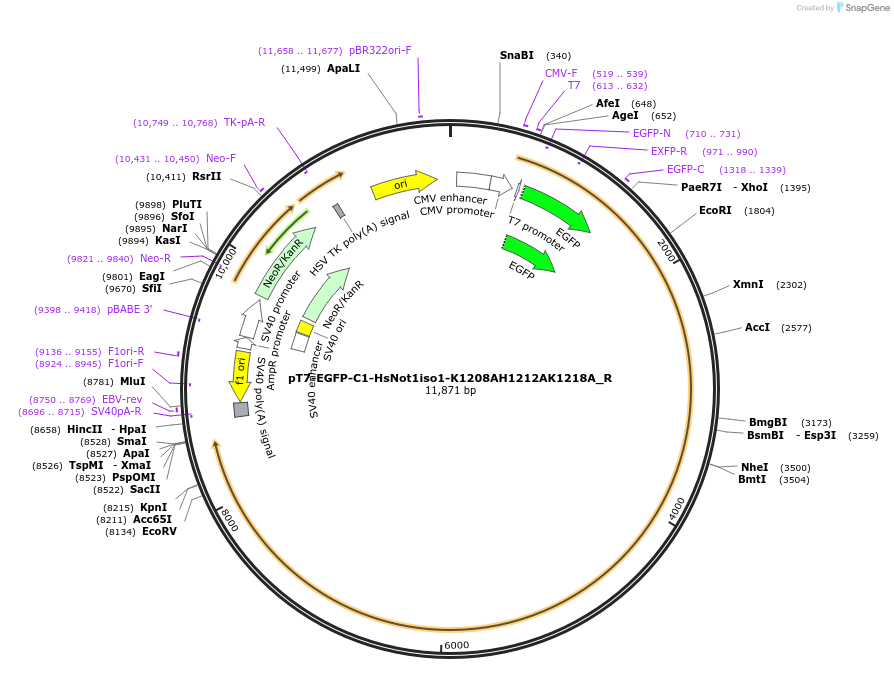 147372-plasmid-map-sequence-id-289819