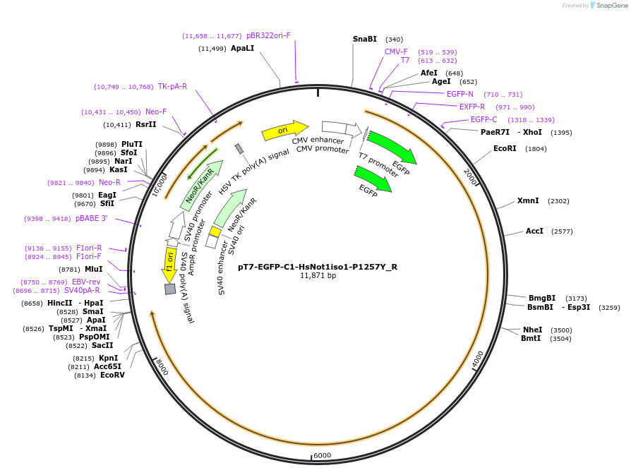 147375-plasmid-map-sequence-id-289822