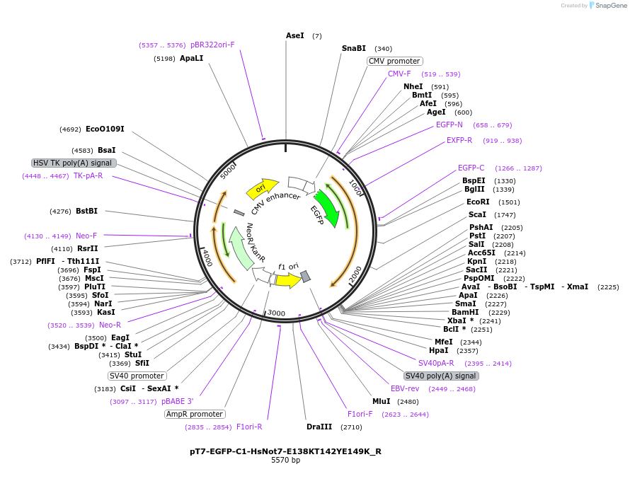 147378-plasmid-map-sequence-id-289825