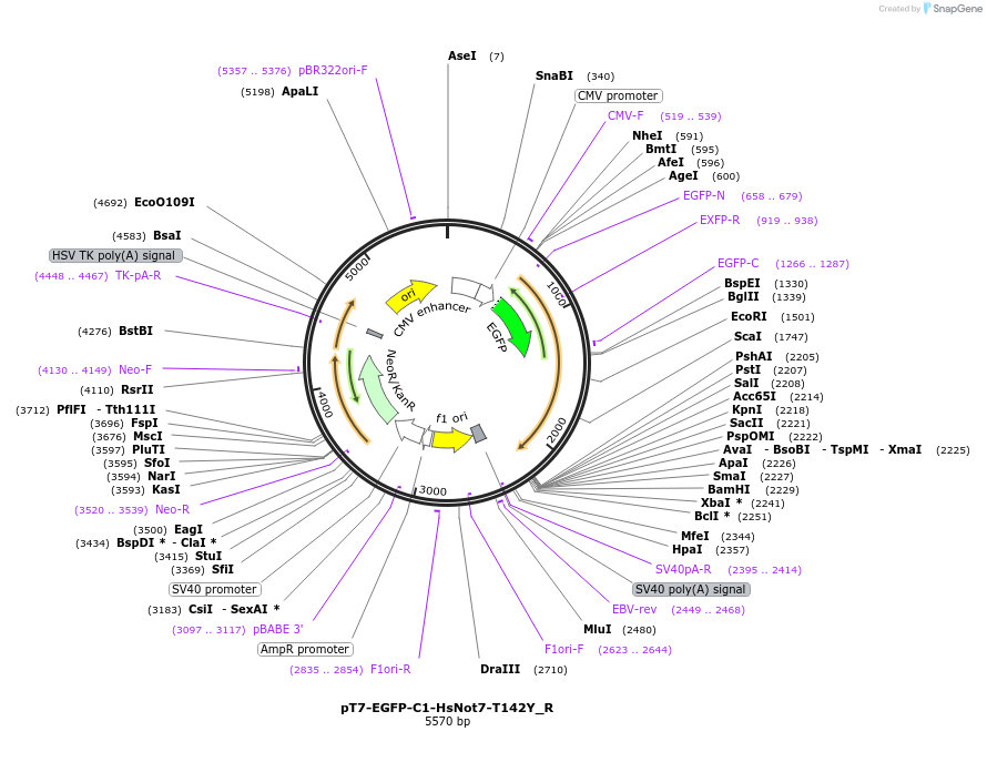 147381-plasmid-map-sequence-id-289828
