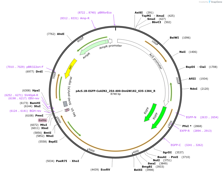 147384-plasmid-map-sequence-id-289831