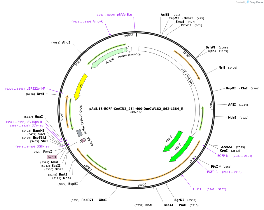 147392-plasmid-map-sequence-id-289839