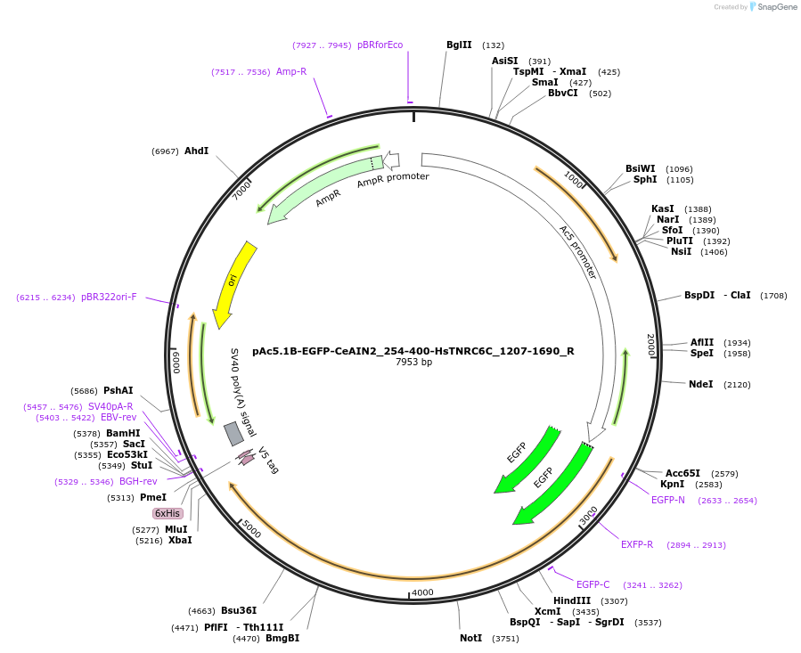 147393-plasmid-map-sequence-id-289840